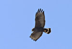 Zone-tailed-Hawk-0006.jpg
