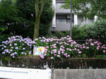 hydrangea spectrum.jpg