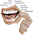 mouth.jpg