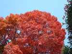 red.jpg
